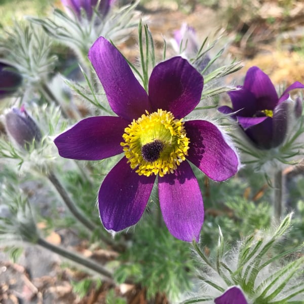 Aurora Template by BLOCS PREMIUM